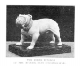 Bull Dog Model crp.png (83887 bytes)