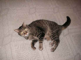 pict8274.jpg (246251 bytes)