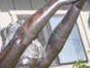 right arm close in.JPG (1327266 bytes)